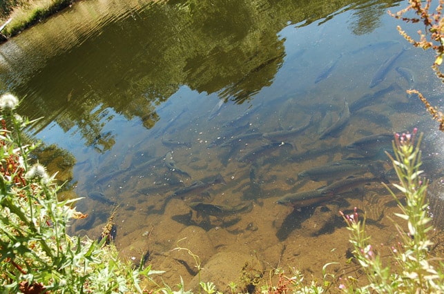 trout-fishing-lake-tavistock-devon-7